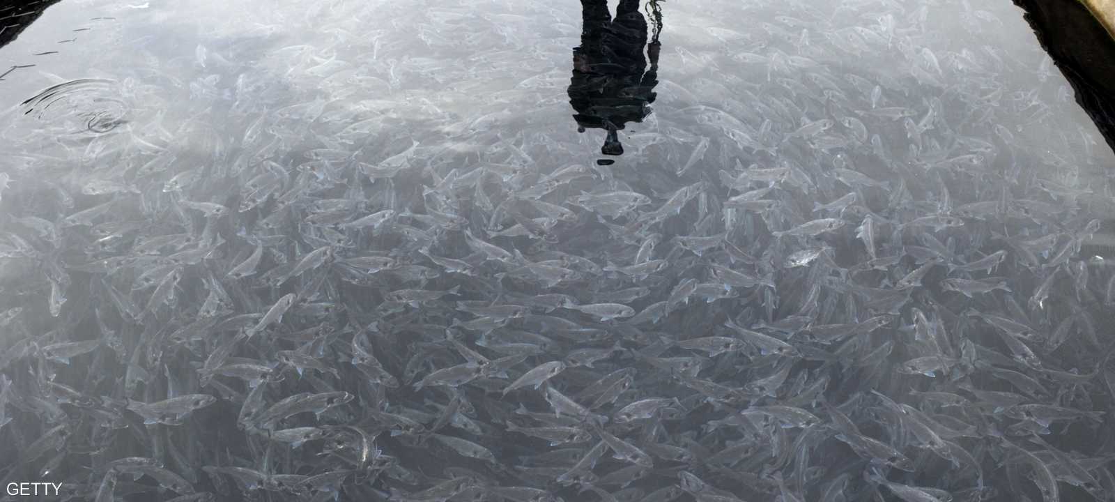 أرشيفية لمزرعة سمكية