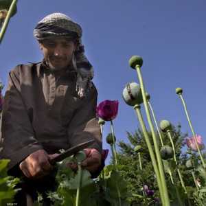 حقل أفيون في أفغانستان- أرشيف