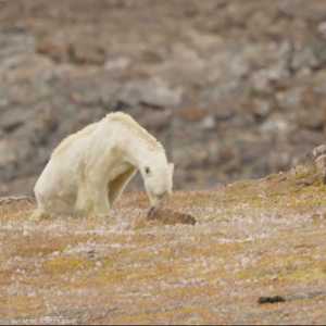 على شفا الموت.. دب قطبي يتضور جوعا