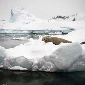 ثلوج القطب الجنوبي