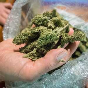 الماريغوانا كانت مسموحة للأغراض الطبية فقط بكاليفورنيا