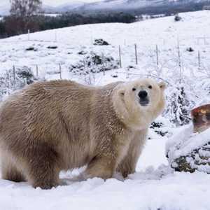 الأم فكتوريا تخفي صغيرها  عن الأنظار حتى يشتد عوده