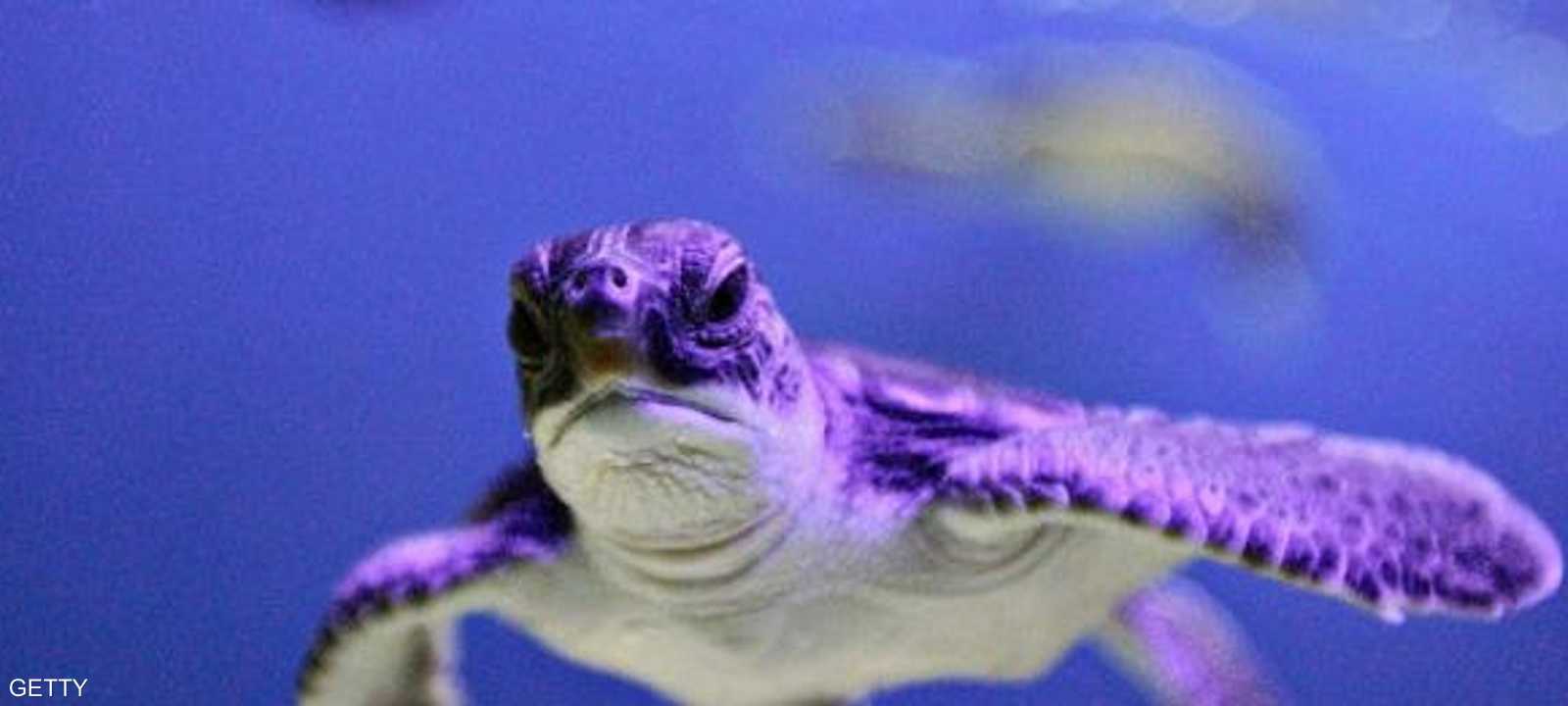 ذكور السلاحف البحرية في خطر