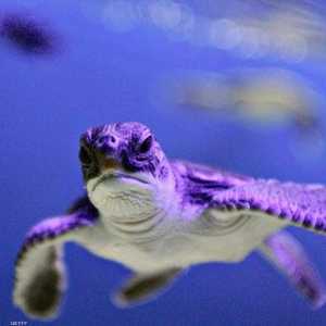 ذكور السلاحف البحرية في خطر