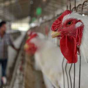 العدوى انتشرت في جنوب الهند