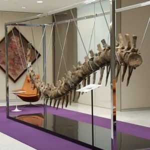 ذيل الديناصور في المزاد