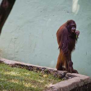 أكثر من 15 حيوانا من إنسان الغاب قتلها الإنسان