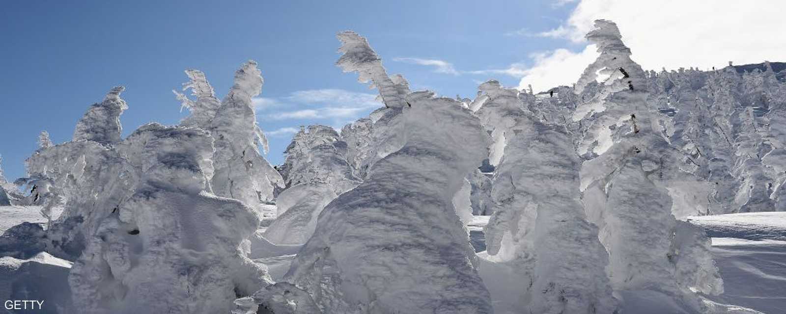 "وحوش الثلج" تظهر في منتجع زاو للتزلج في اليابان