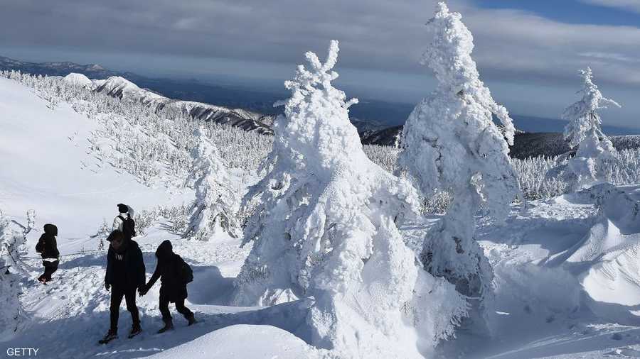 وحوش الثلج لقب يطلق على الأشجار المتجمدة بسبب شكلها الغريب