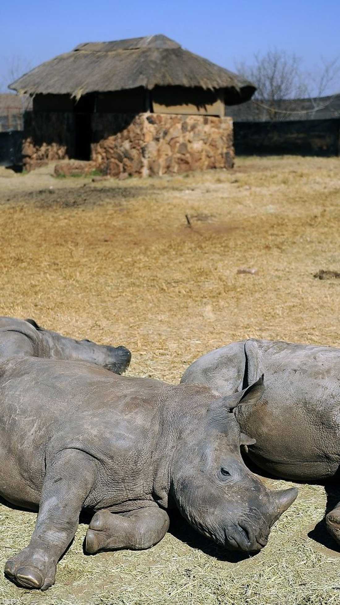 يوجد في جنوب أفريقيا أكثر من 80 بالمئة من أعداد وحيد القرن
