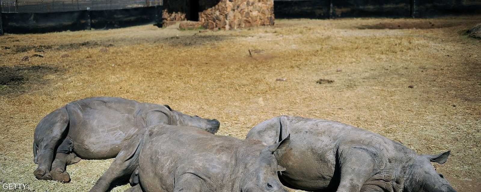 يوجد في جنوب أفريقيا أكثر من 80 بالمئة من أعداد وحيد القرن