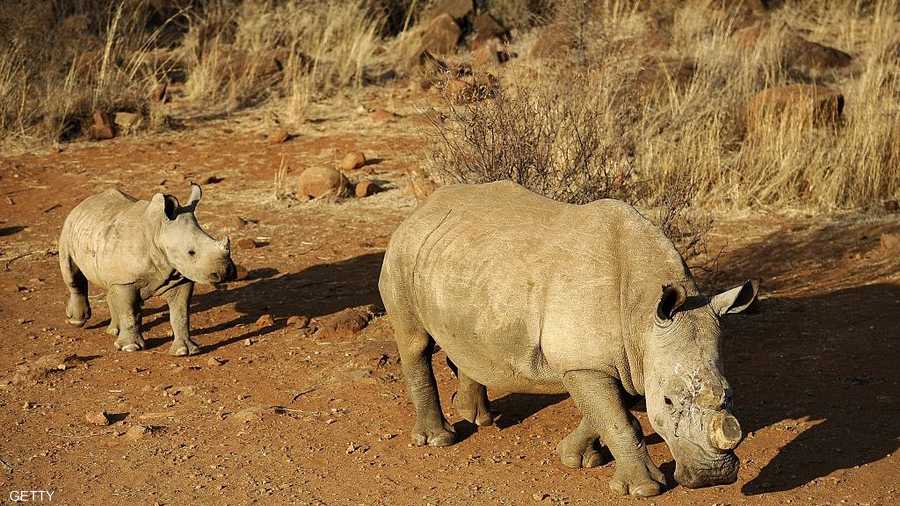 تقول التقديرات إن أعدادها لا تتجاوز 25 ألف في العالم