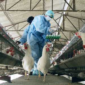 إنفلونزا الطيور شديد العدوى في الهند