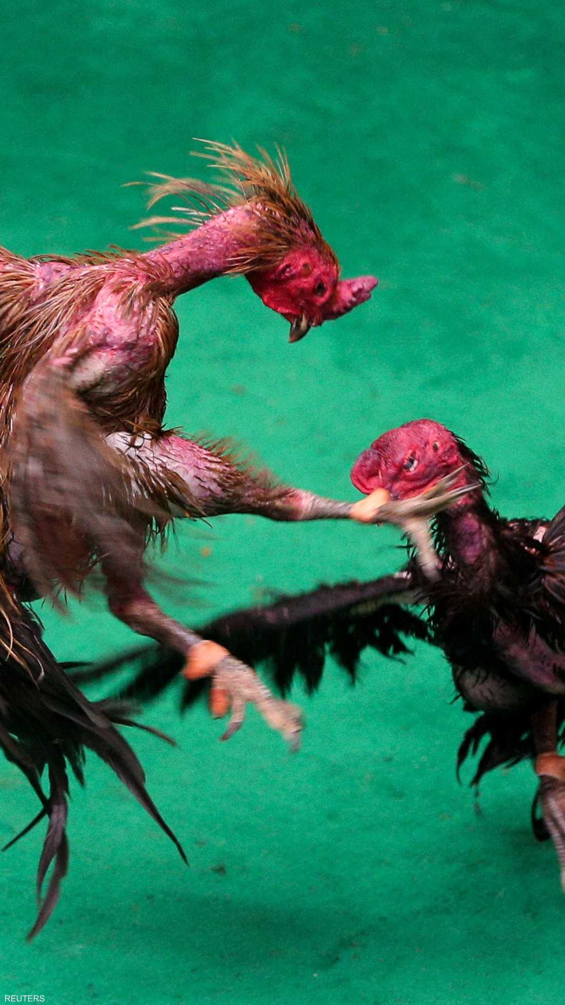 كل ديك يطير بأجنحته وينقره بمنقاره