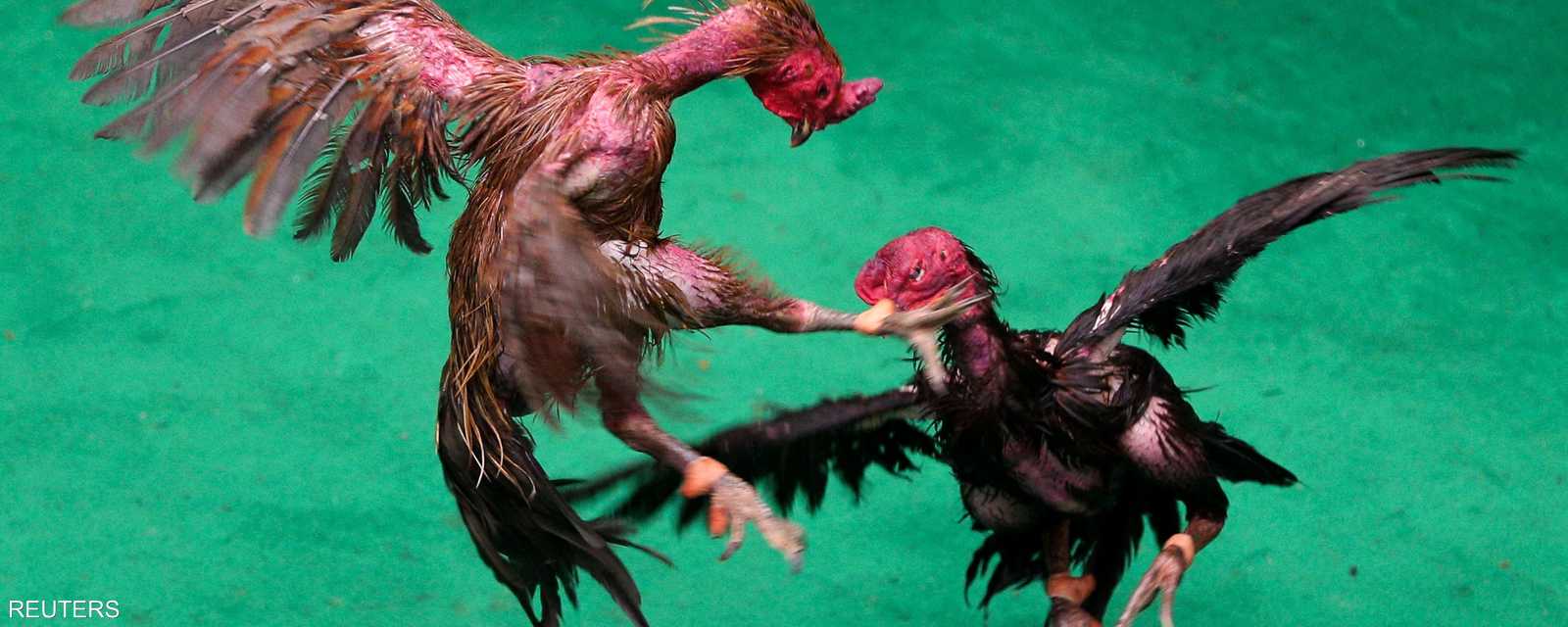 كل ديك يطير بأجنحته وينقره بمنقاره