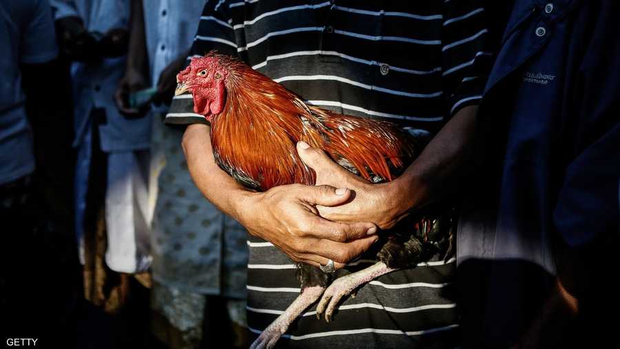 يجرى هذا الحدث للحفاظ على التقاليد