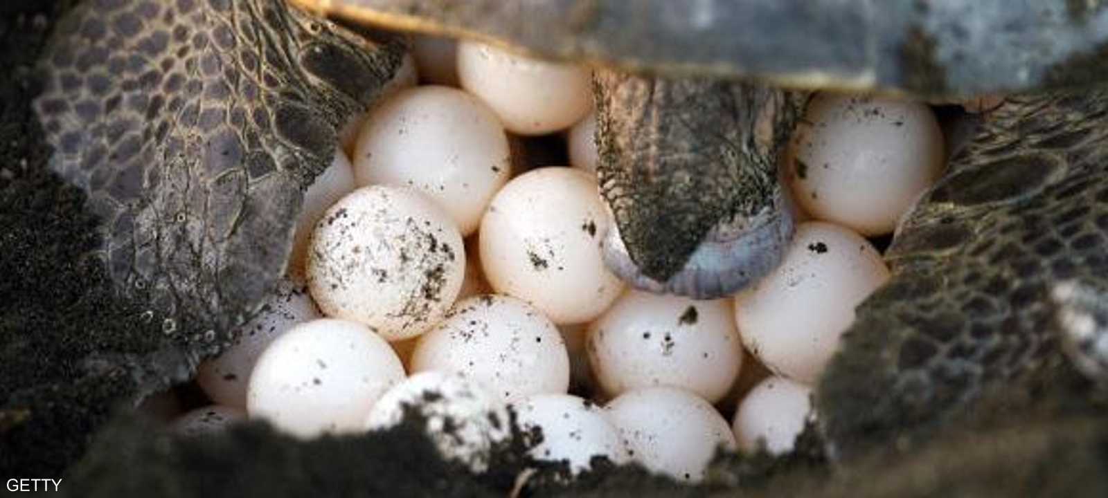 سلحفاة تضع بيضها على أحد الشواطئ - أرشيف.