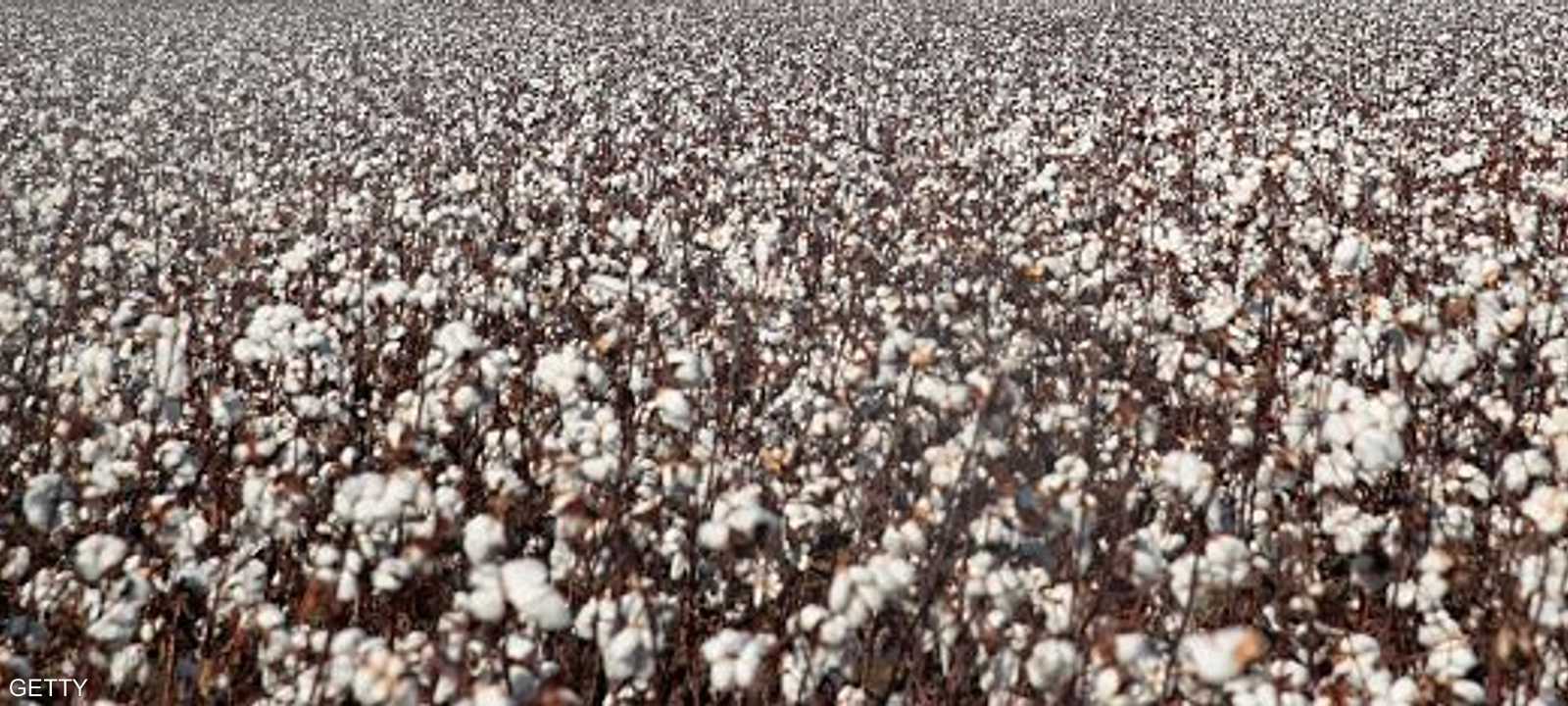 مالي.. تتصدر الدول المنتج لمادة القطن في إفريقيا