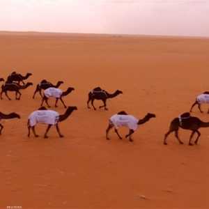 أجمل الإبل وأغلاها في صحراء الدهناء