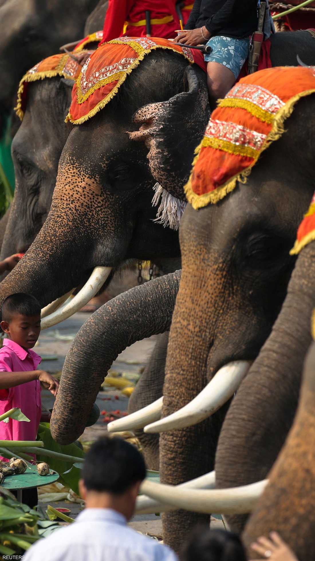 تحتفل تايلند في 13 مارس من كل عام بيوم الفيل.