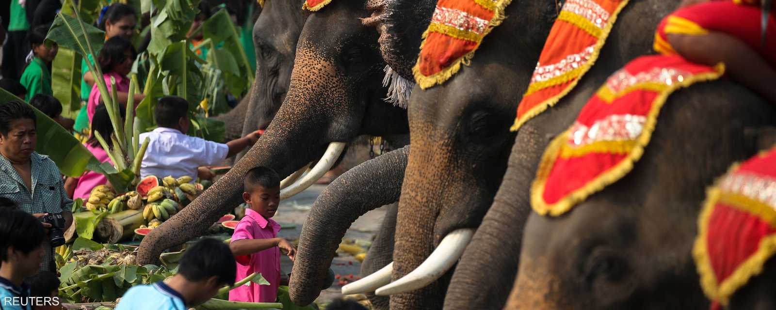 تحتفل تايلند في 13 مارس من كل عام بيوم الفيل.