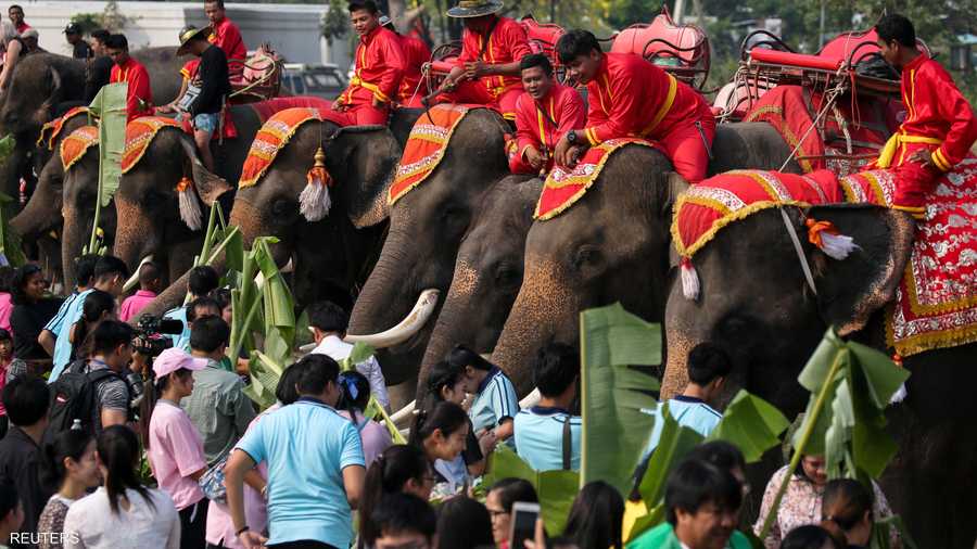 تحظى الفيلة بفرصة تناول أنواع مختلفة من الفاكهة.