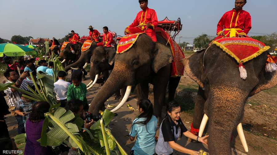 انخفض عدد الفيلة في تايلاند خلال القرن الماضي.