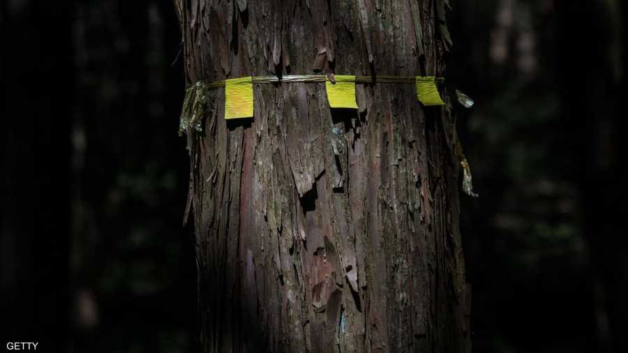 تمتد غابة Aokigahara على مساحة تبلغ 35 كيلومتر مربع.