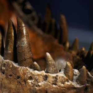 عرض حفرية هيكل عظمي لديناصور نوعه غير معروف للبيع