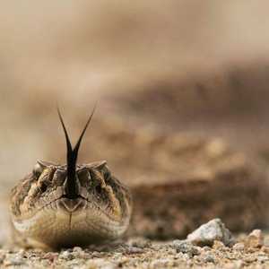 العلماء يبحثون عن بدائل من الطبيعية للمضادات الحيوية