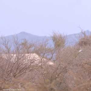 معارك بين القوات الحكومية وميليشيات الحوثي في محافظة البيضاء