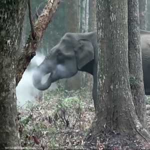 لقطات طريفة لفيل يدخن بالغابة