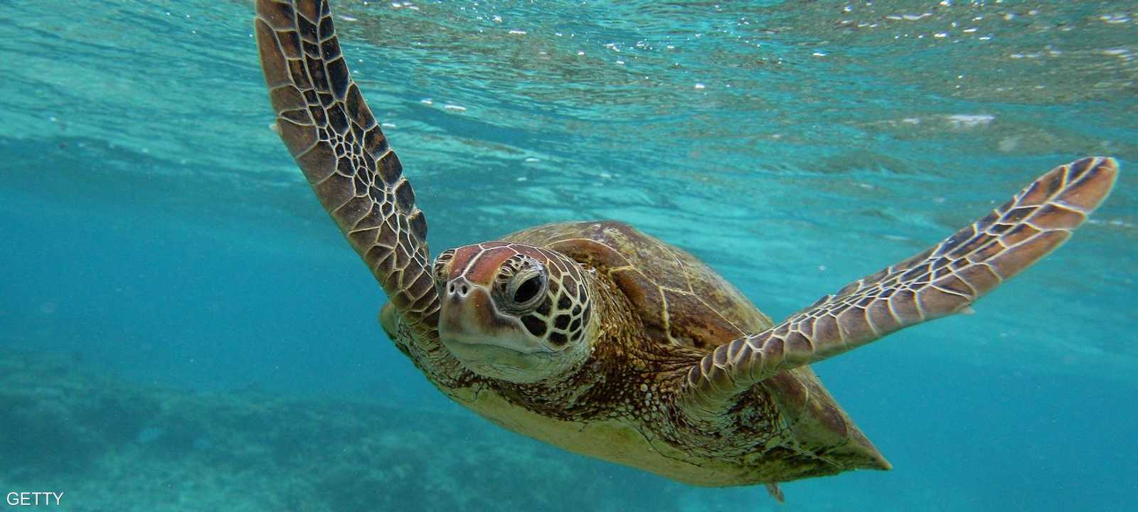 سلحفاة بحرية