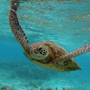 سلحفاة بحرية