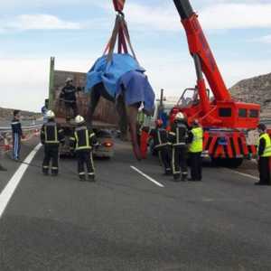 رافعة تقوم بنقل الفيل القتيل