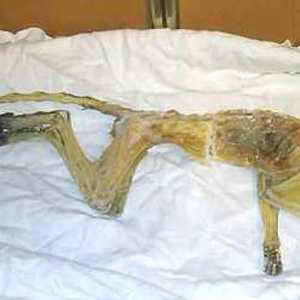 صورة القرد المحنط انتشرت على وسائل التواصل الاجتماعي