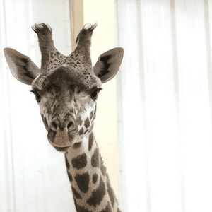 كانت تعاني الزرافة مشكلات صحية منذ أشهر