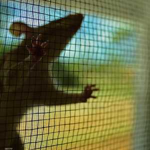 بريطانيا تعاني انتشار الجرذان بشكل مخيف