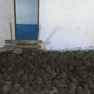 السلاحف تتعرض للتهريب في مدغشقر