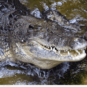 السباحة بجانب التماسيح لعبة خطيرة للغاية