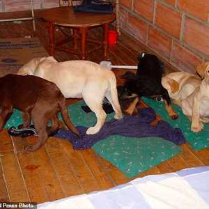 الكلاب الصغيرة