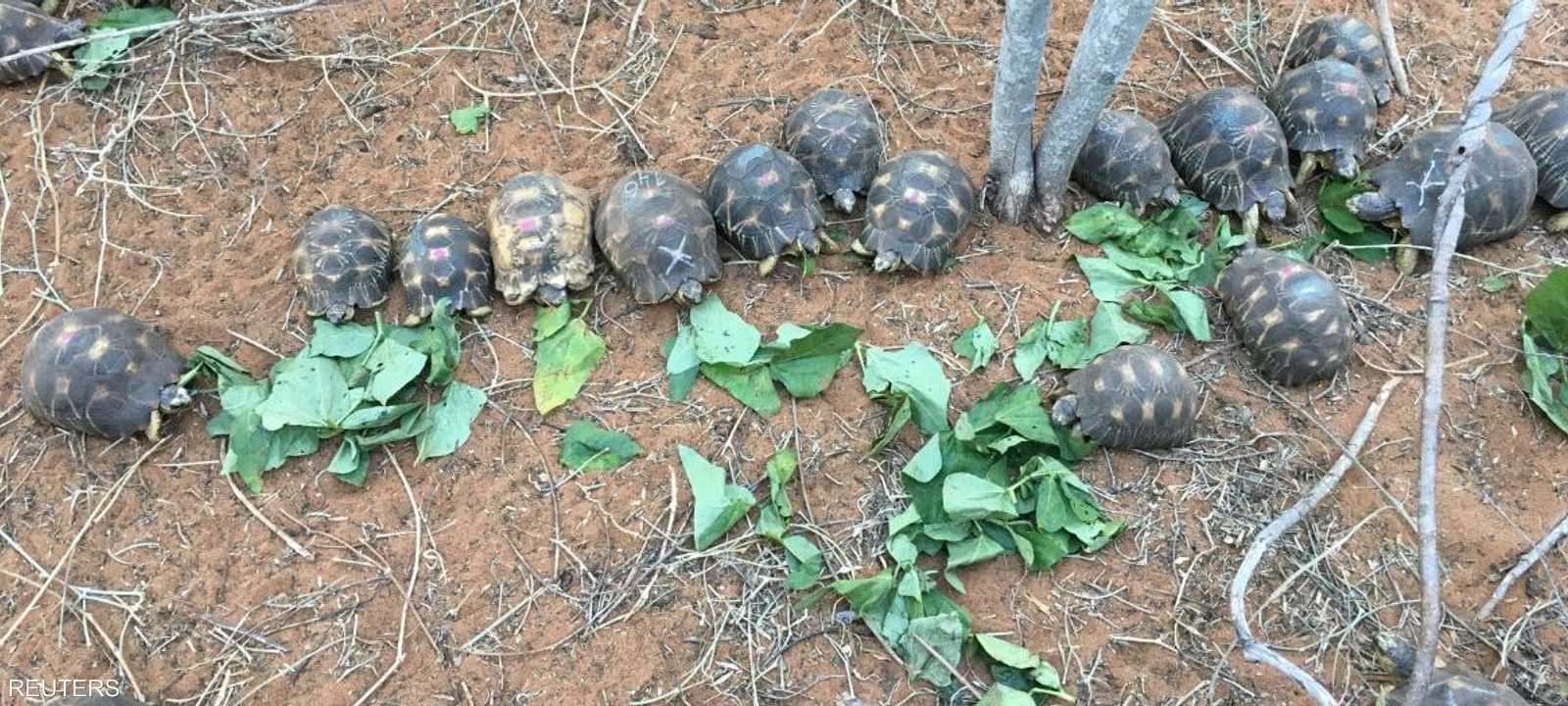 السلاحف كانت تعاني الجفاف