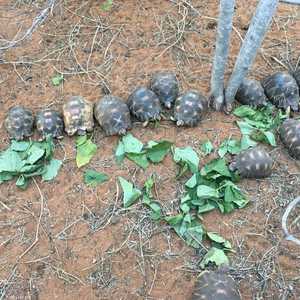 السلاحف كانت تعاني الجفاف