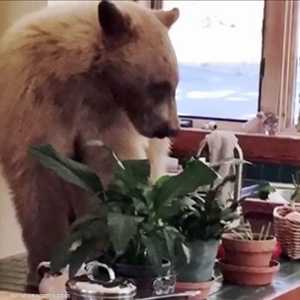 دب "جائع" يقتحم منزلا