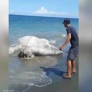 مخلوق بحري غريب على شواطئ الفلبين