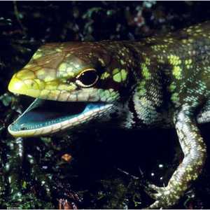 السحالي تعيش في جزيرة غينيا الجديدة