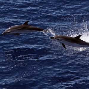 أوكرانيا: دلافيننا الوطنية فضلت الموت على الانصياع لروسيا