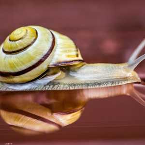 مخاط الحلزون يحظى بشعبية في الشرق الأدنى