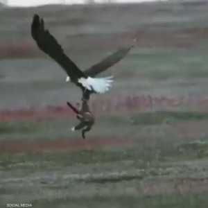 نسر يحاول انتزاع فريسة ثعلب