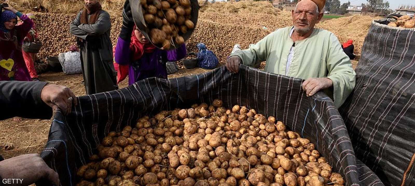 البطاطا المصرية اجتازت الاختبارات